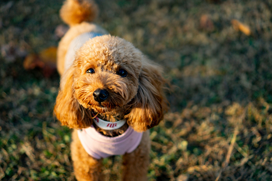 愛犬